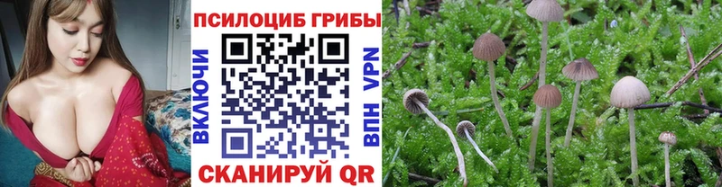 Купить  Апрелевка  Псилоцибиновые грибы Psilocybine cubensis 